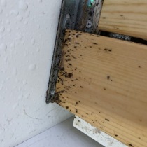 Deratizace štěnic 1