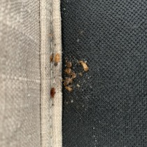 Deratizace štěnic Praha