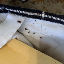 Deratizace štěnic 2