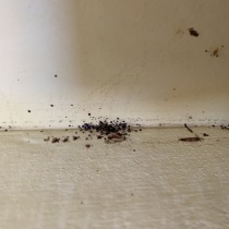 deratizace štěnic Praha 2