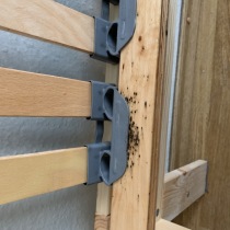 Deratizace štěnic 3