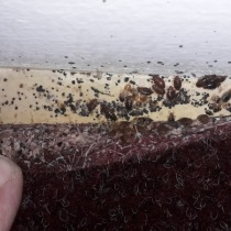 Deratizace štěnic 4